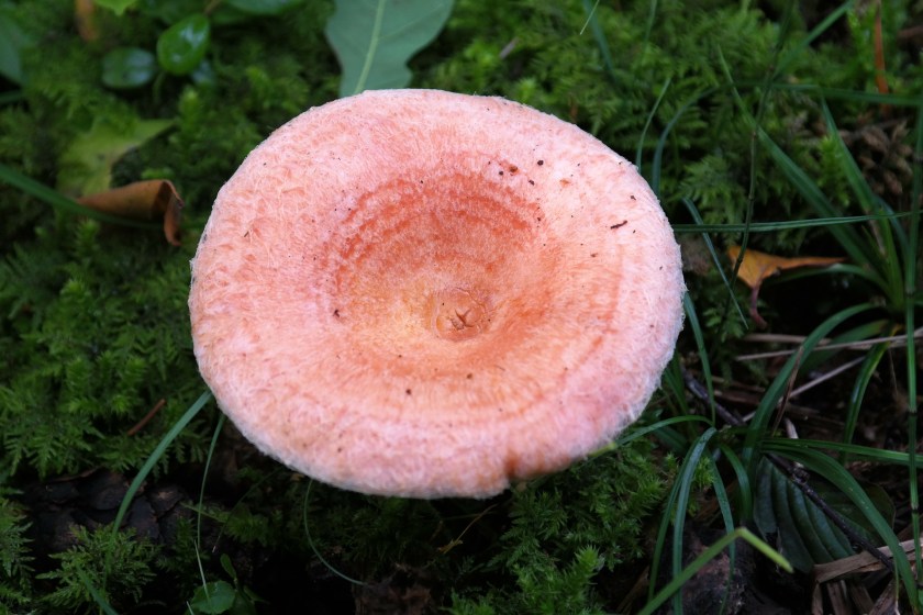 Lactarius torminosus_a