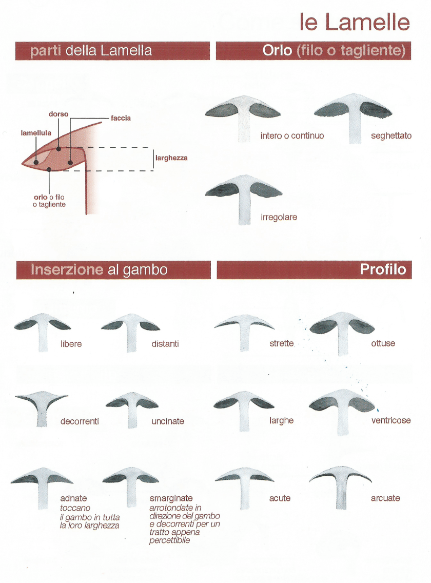 lamelle.png