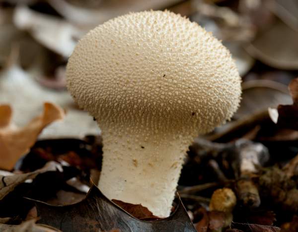lycoperdon-perlatum5