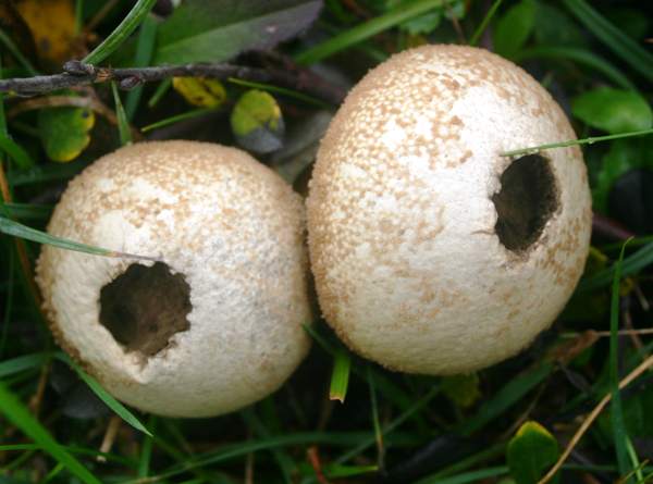lycoperdon-perlatum9.jpg