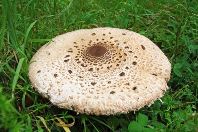 macrolepiota-procera.jpg