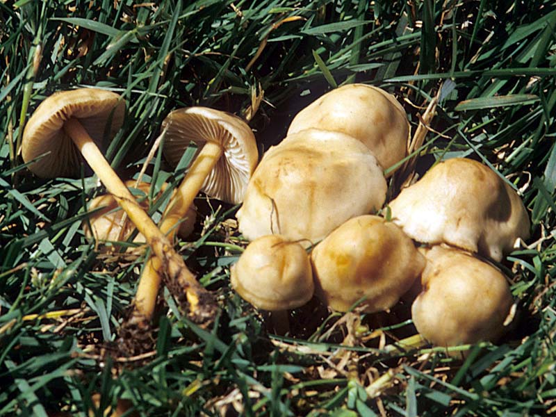 Marasmius_oreades(mgw-01)