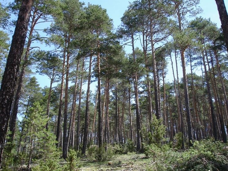 pino-silvestre_NG1