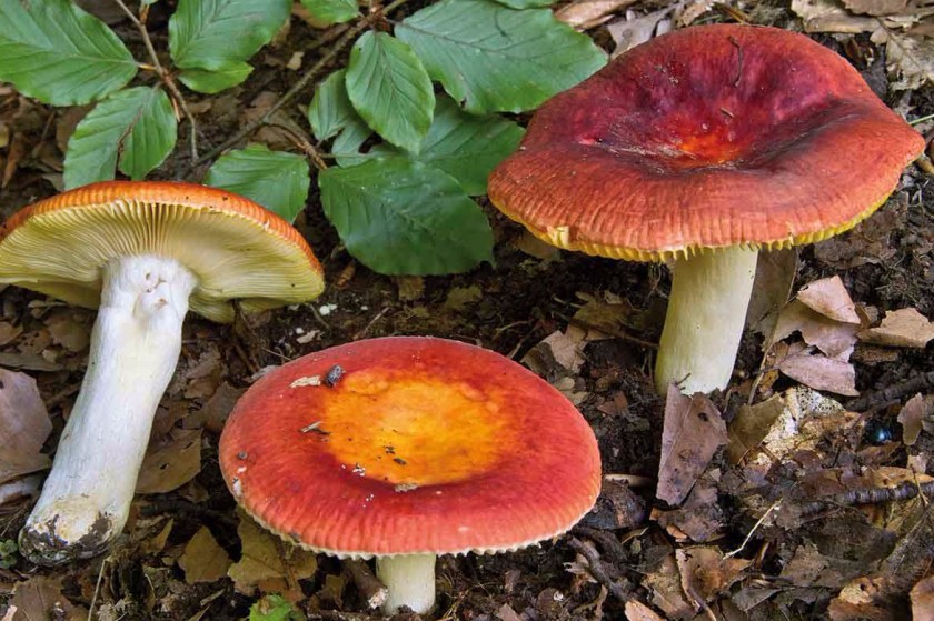 Russula_aurea