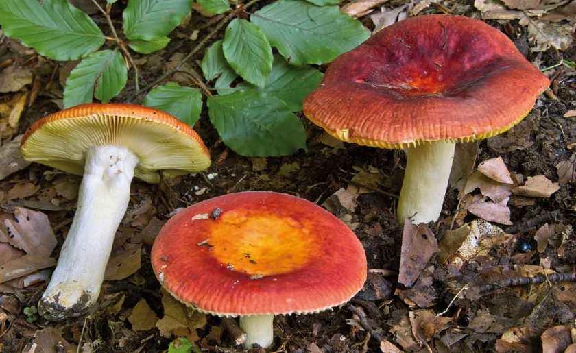 Russula_aurea