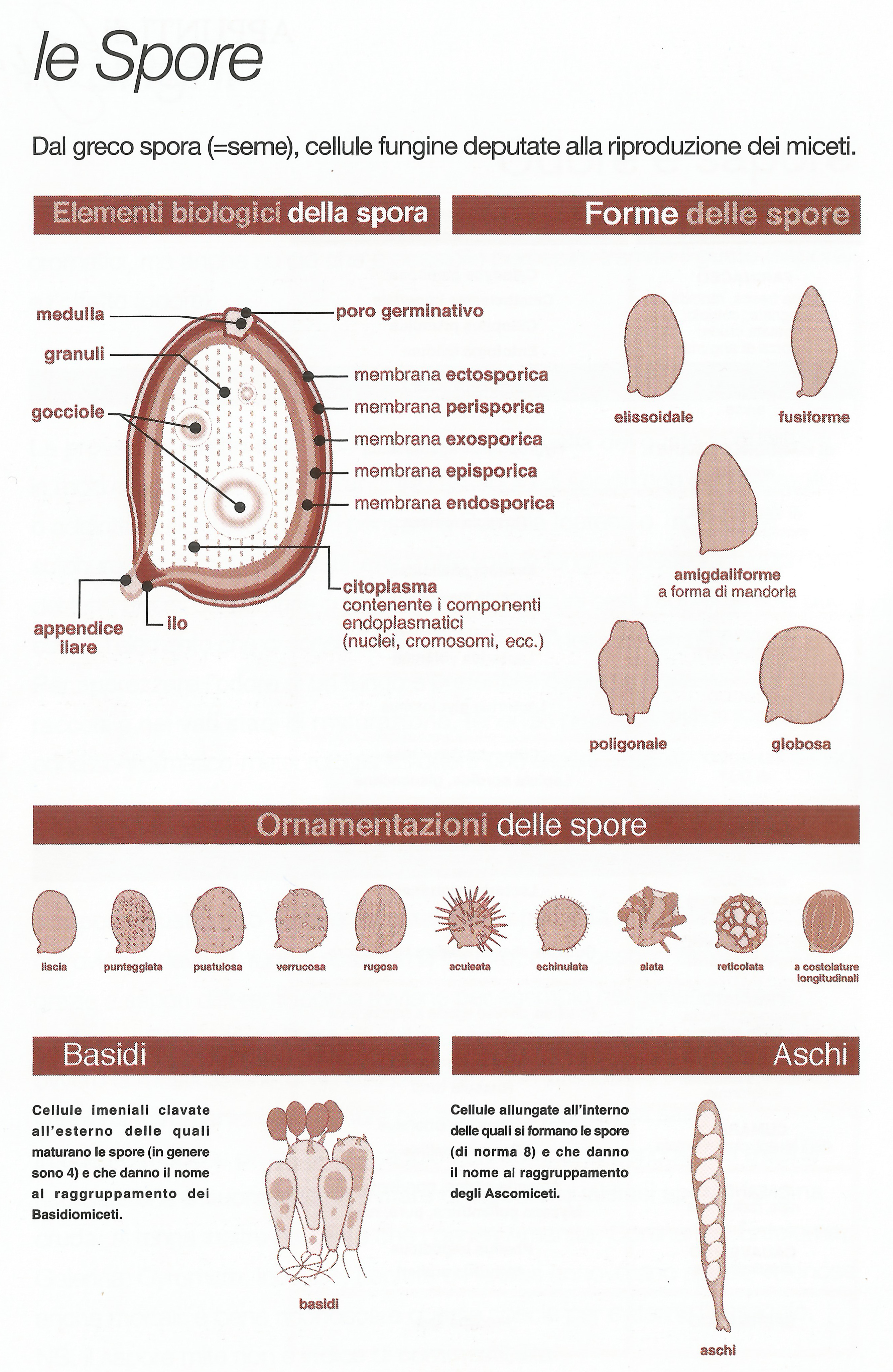 Le spore – Universo alpino