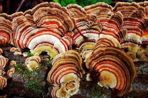 trametes.jpg