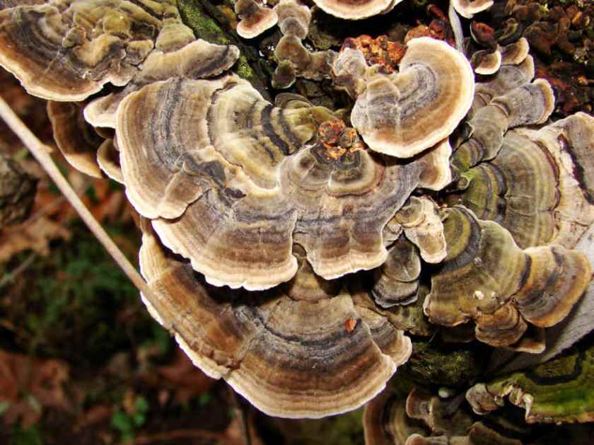 Trametes_versicolor