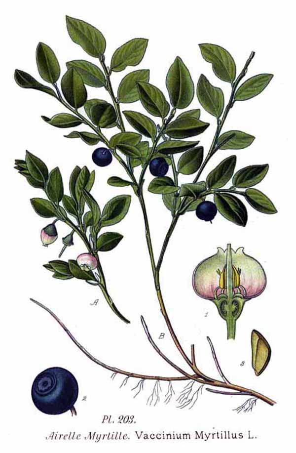 TavolaVaccinum-myrtillus_L.jpg