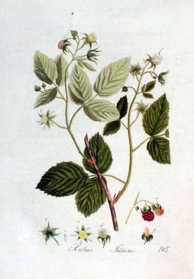 Rubus idaeus
