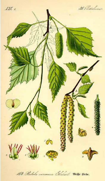 Betula Pendula_scheda