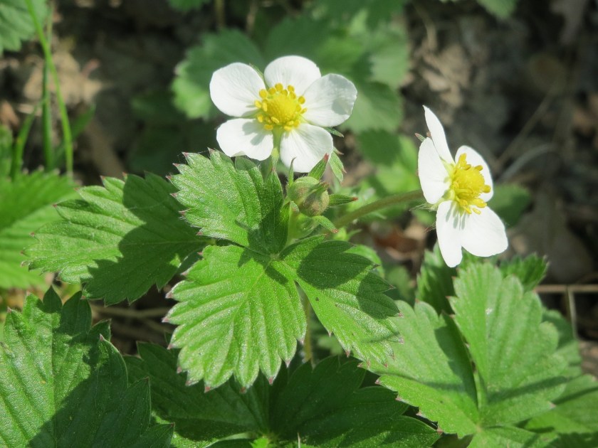 fragaria-vesca-855375_1920.jpg