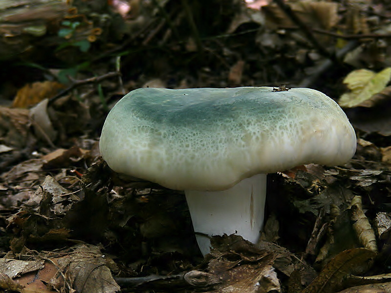 Russula virescens  (plávka zelenkastá)