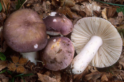 Russula_cyanoxantha