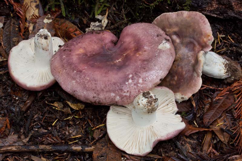 Russula_cyanoxantha(mgw-01)