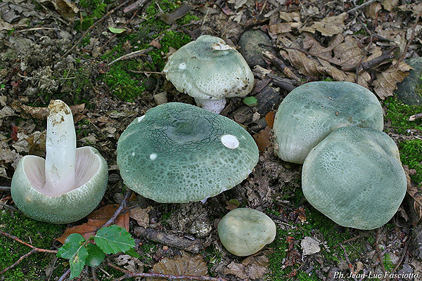 russula_virescens_2.jpg