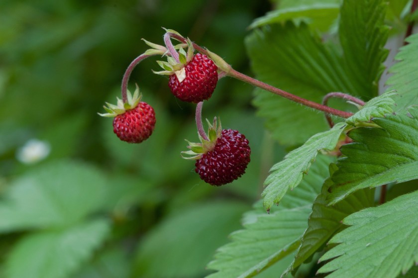 strawberries-3061647_1920