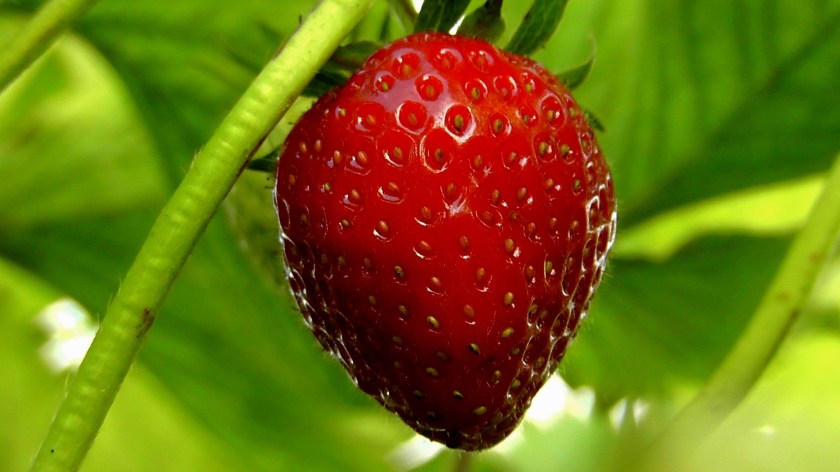 strawberries-356891_1920.jpg