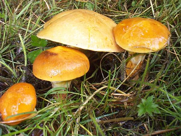 suillus-grevillei6.jpg