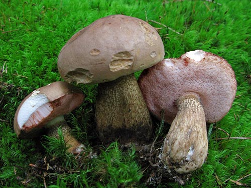 Tylopilus_felleus_x