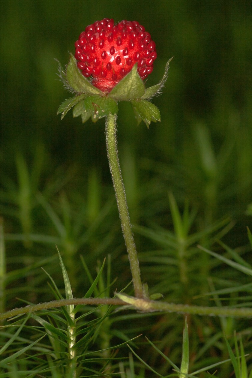 wild-strawberry-591010_1920