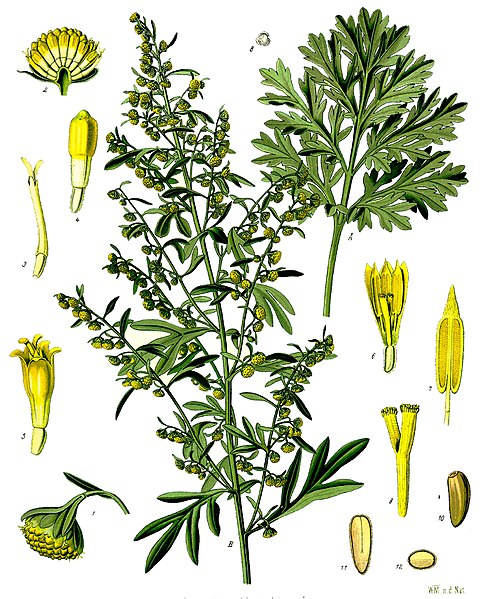 TavolaArtemisia_absinthium