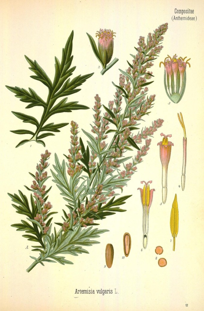 artemisia-vulgaris-botanical-print.jpg