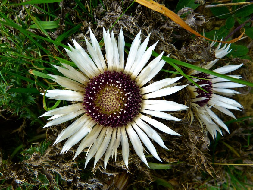 carlina5.jpg