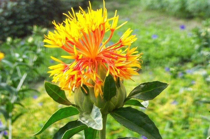 carthamus-tinctorius_3