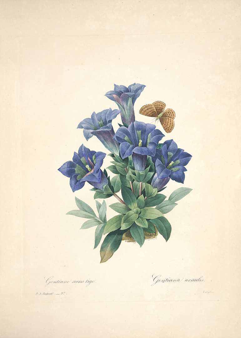 gentiana acaulistav