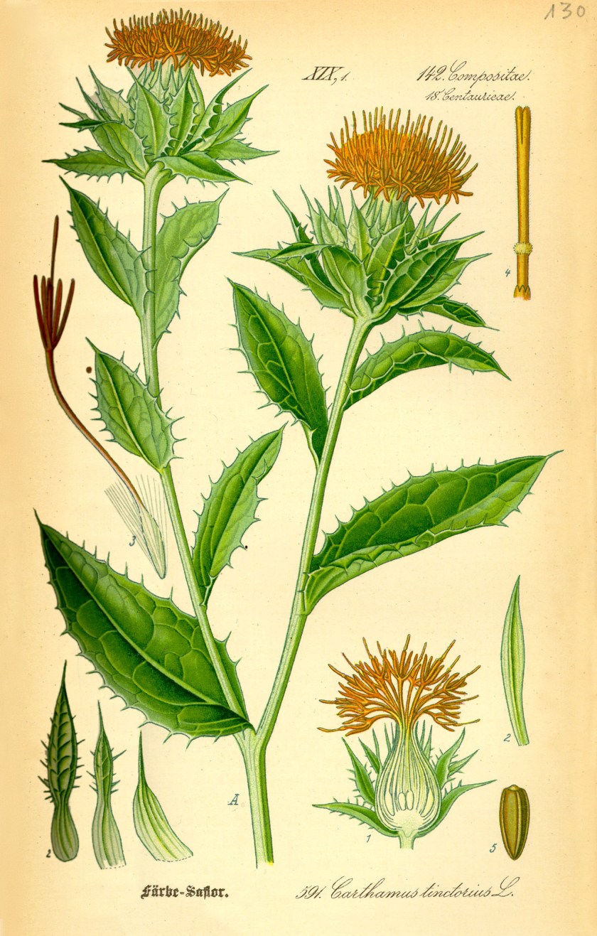 Illustration_Carthamus_tinctorius0.jpg