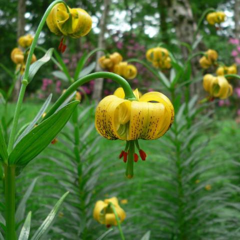 Lilium pyrenaicum.jpg