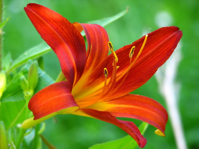 lilium4.jpg