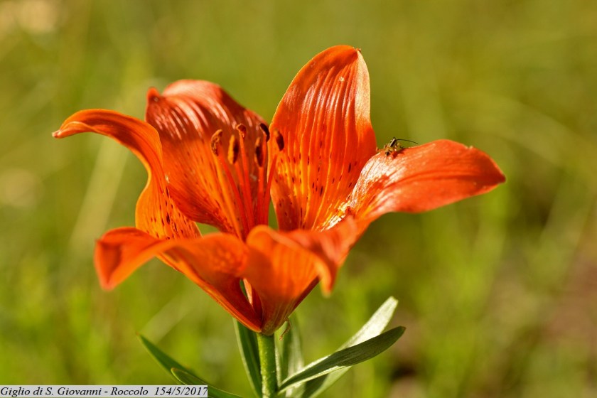 lilium5.JPG