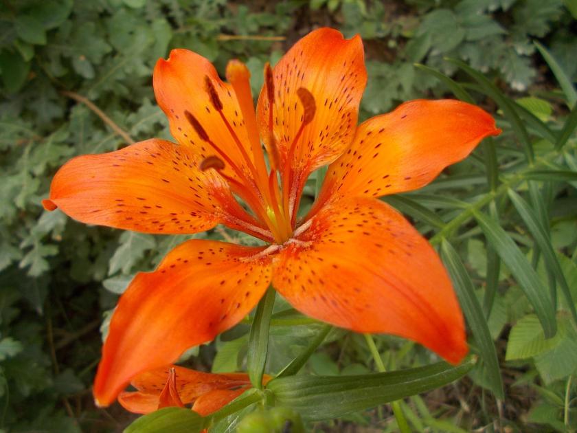 lilium6