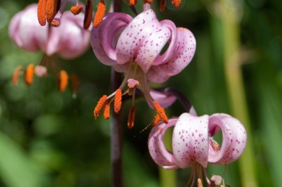 lilium_martagon_martagon_lily.jpg