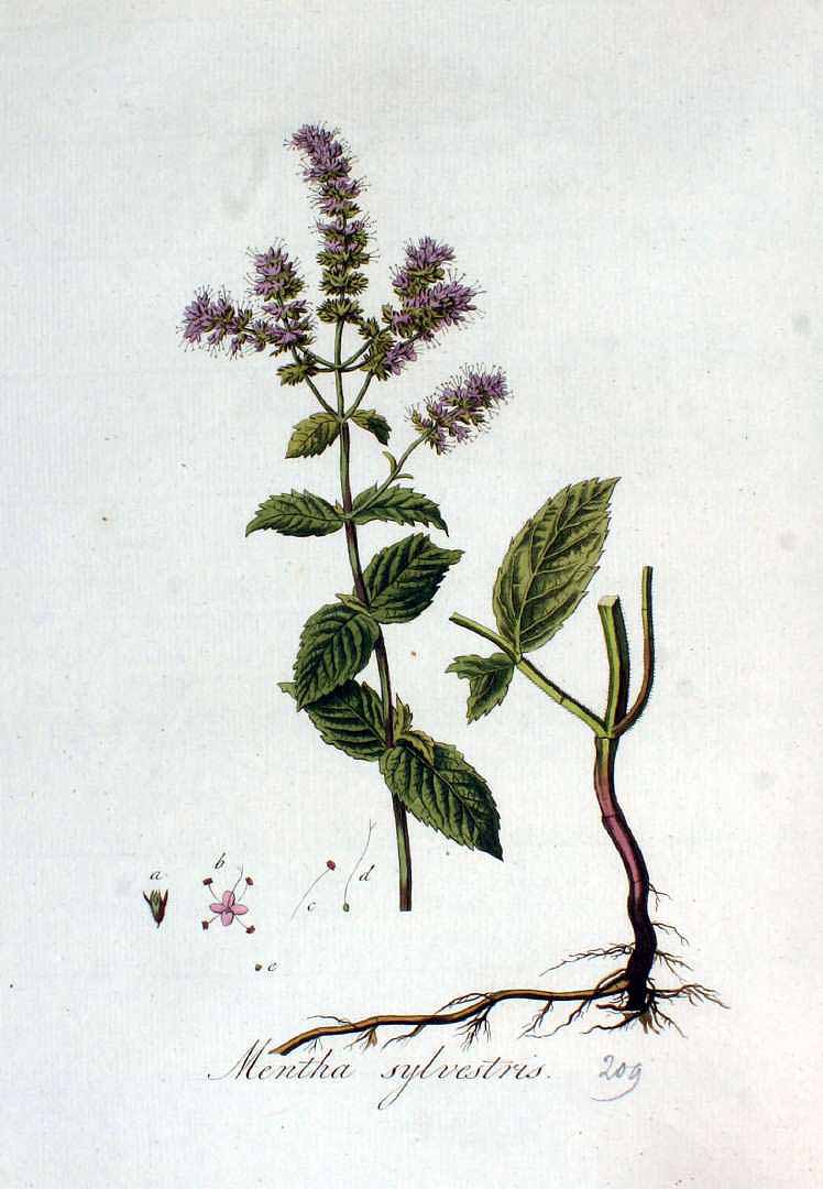 mentha_longfoliaTable.jpg