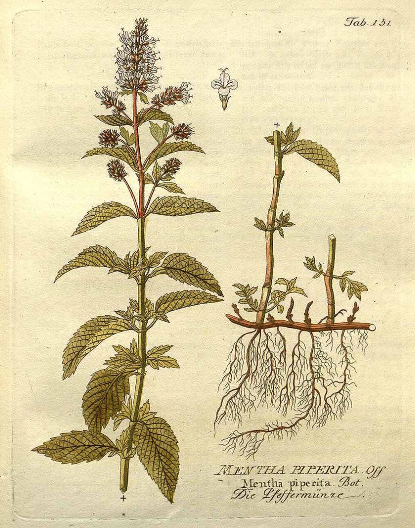 mentha_piperittable