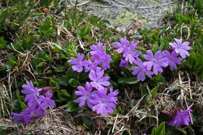primula integrifolia 2, saxifraga-jeroen willemsen