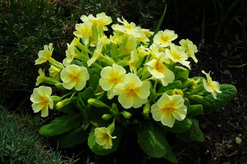 primula3