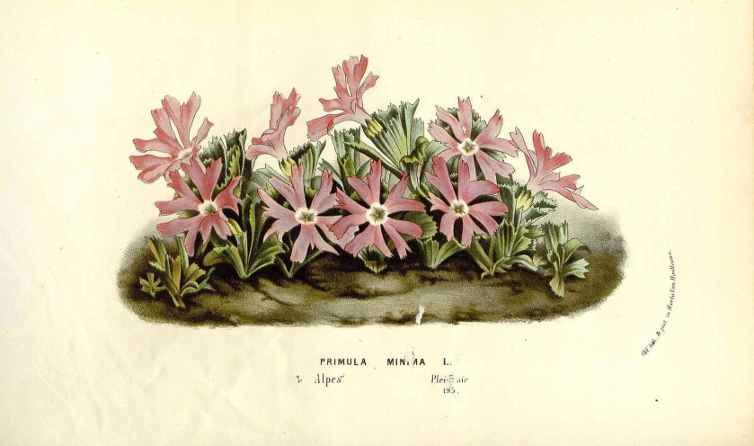 primulaminimatav1