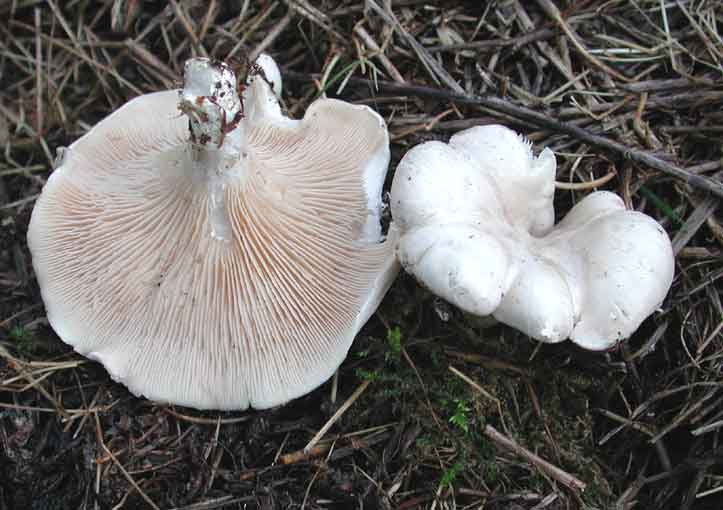 Clitopilus_prunulusGR