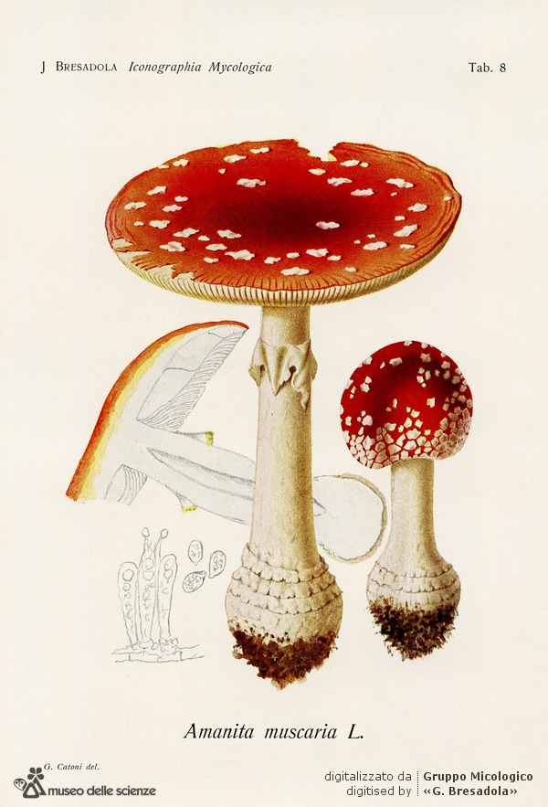 tavolaMuscaria