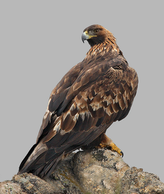 001 aquila crysaetos -