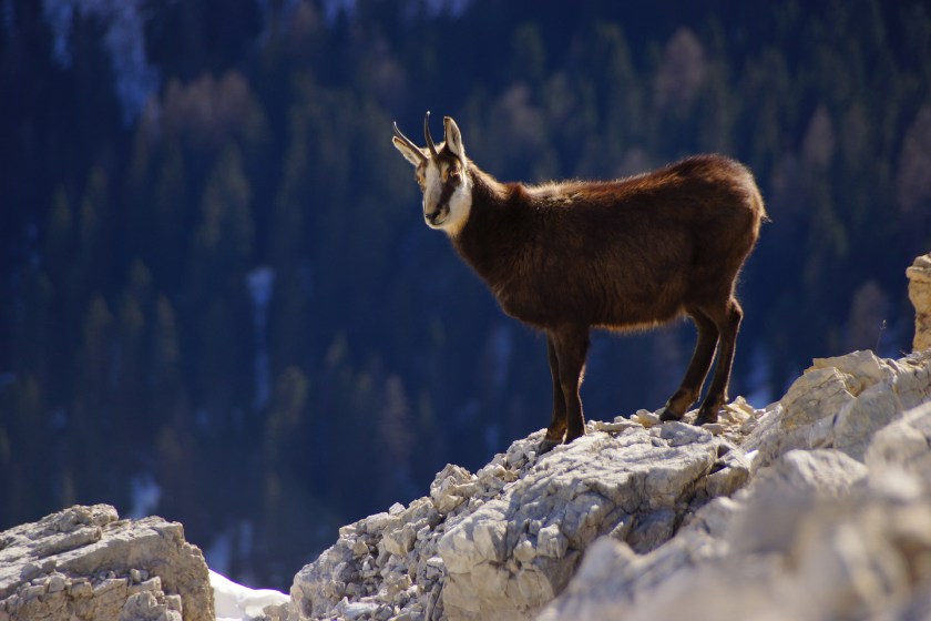 chamois-1768443_1920