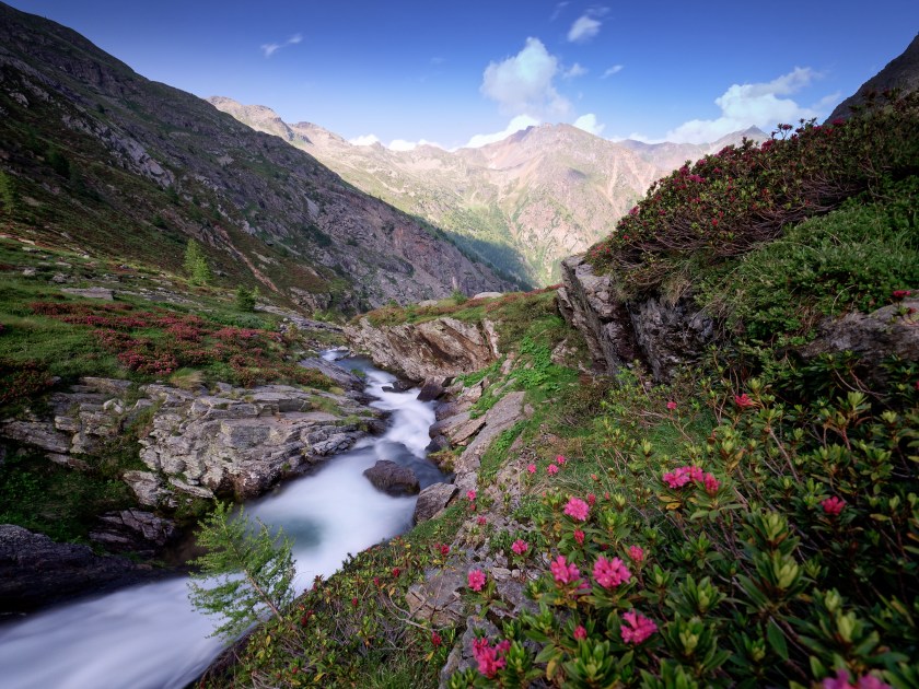 una valle di rododendri