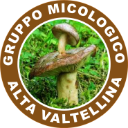 logogruppoMAVvetto
