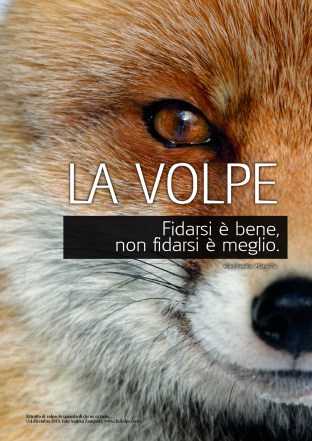 volpe