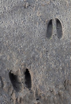 capriolochecammina_traccia