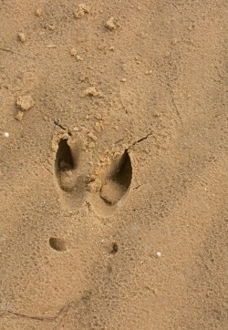 capriolochecorre_traccia